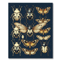 Dark Navy Vintage Entomology Insect Collection Rug